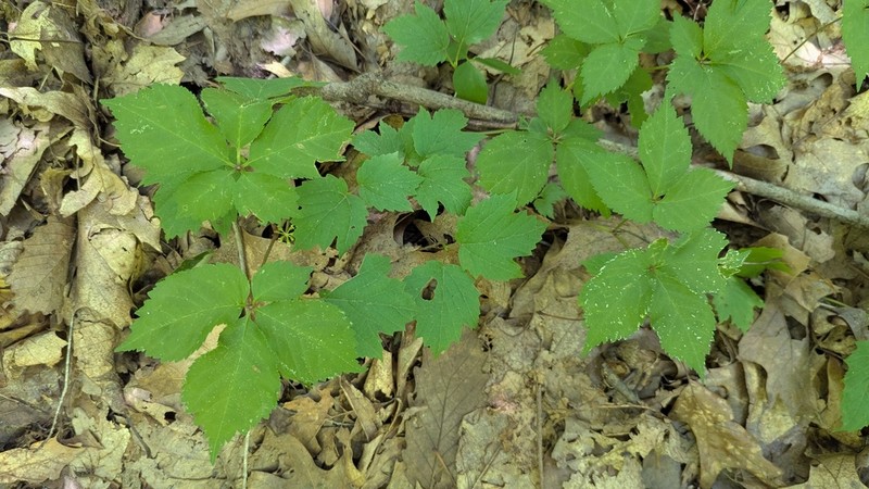 American Ginseng photo 6