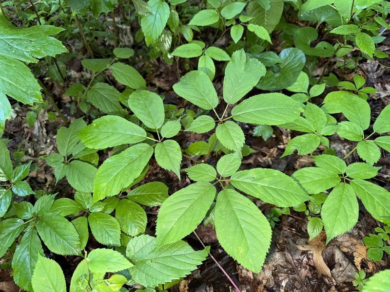 American Ginseng photo 7