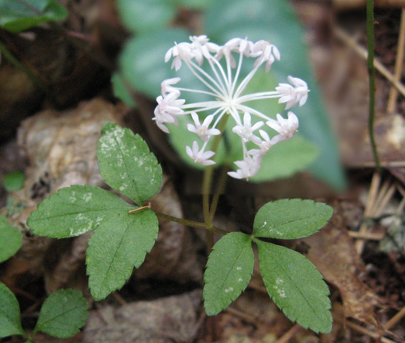 Dwarf Ginseng