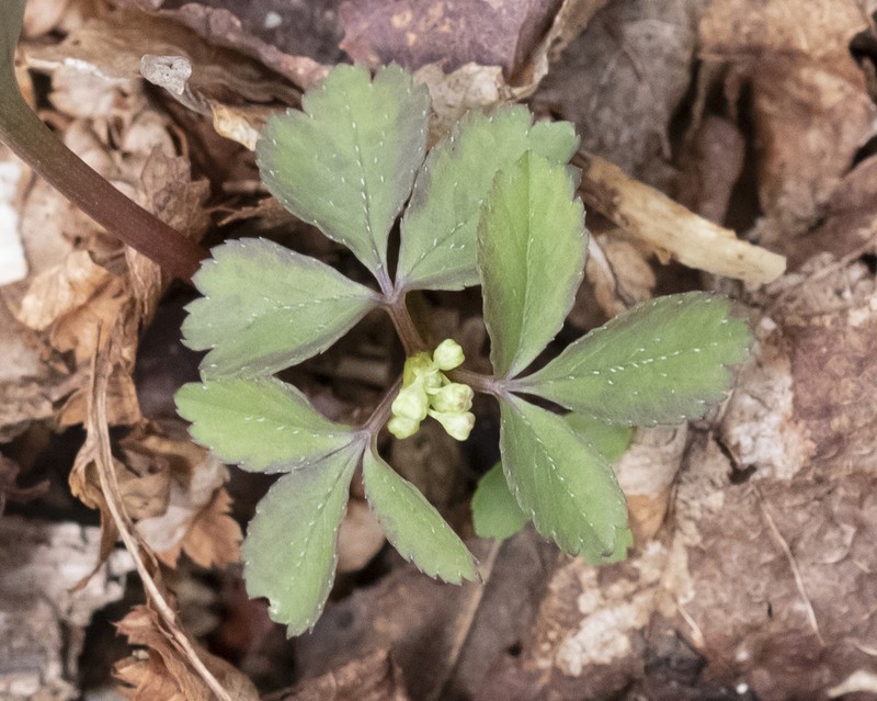 Dwarf Ginseng photo 3