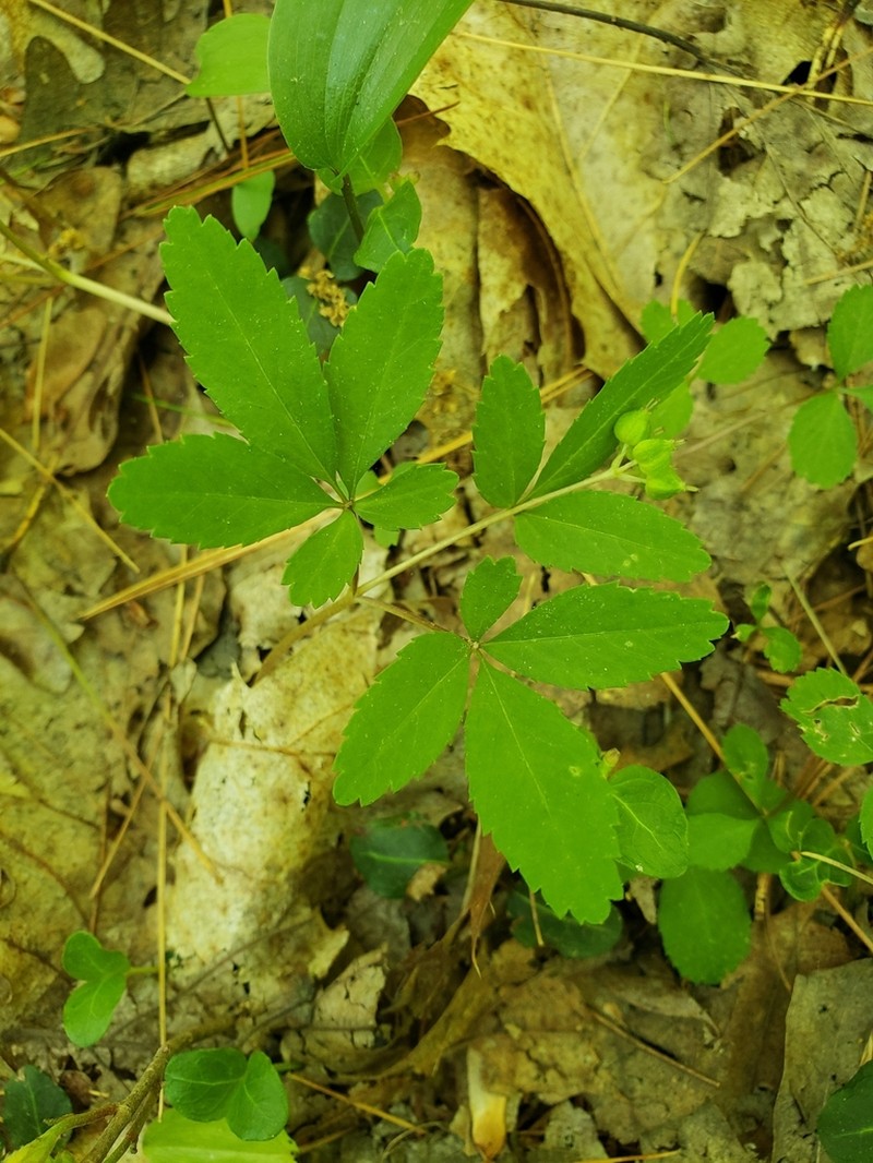 Dwarf Ginseng photo 4