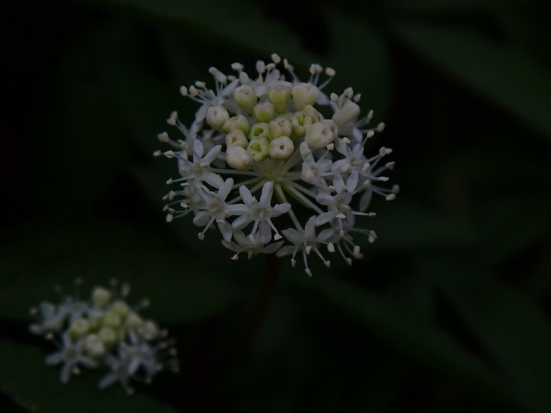 Dwarf Ginseng photo 5