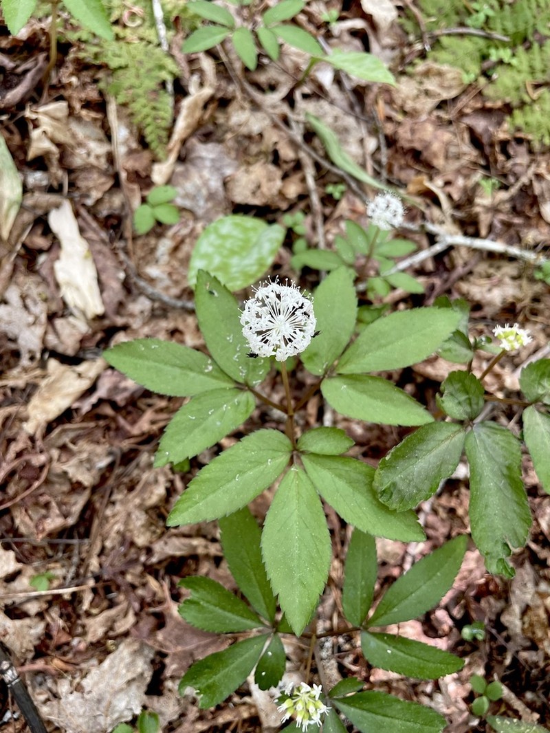 Dwarf Ginseng photo 6