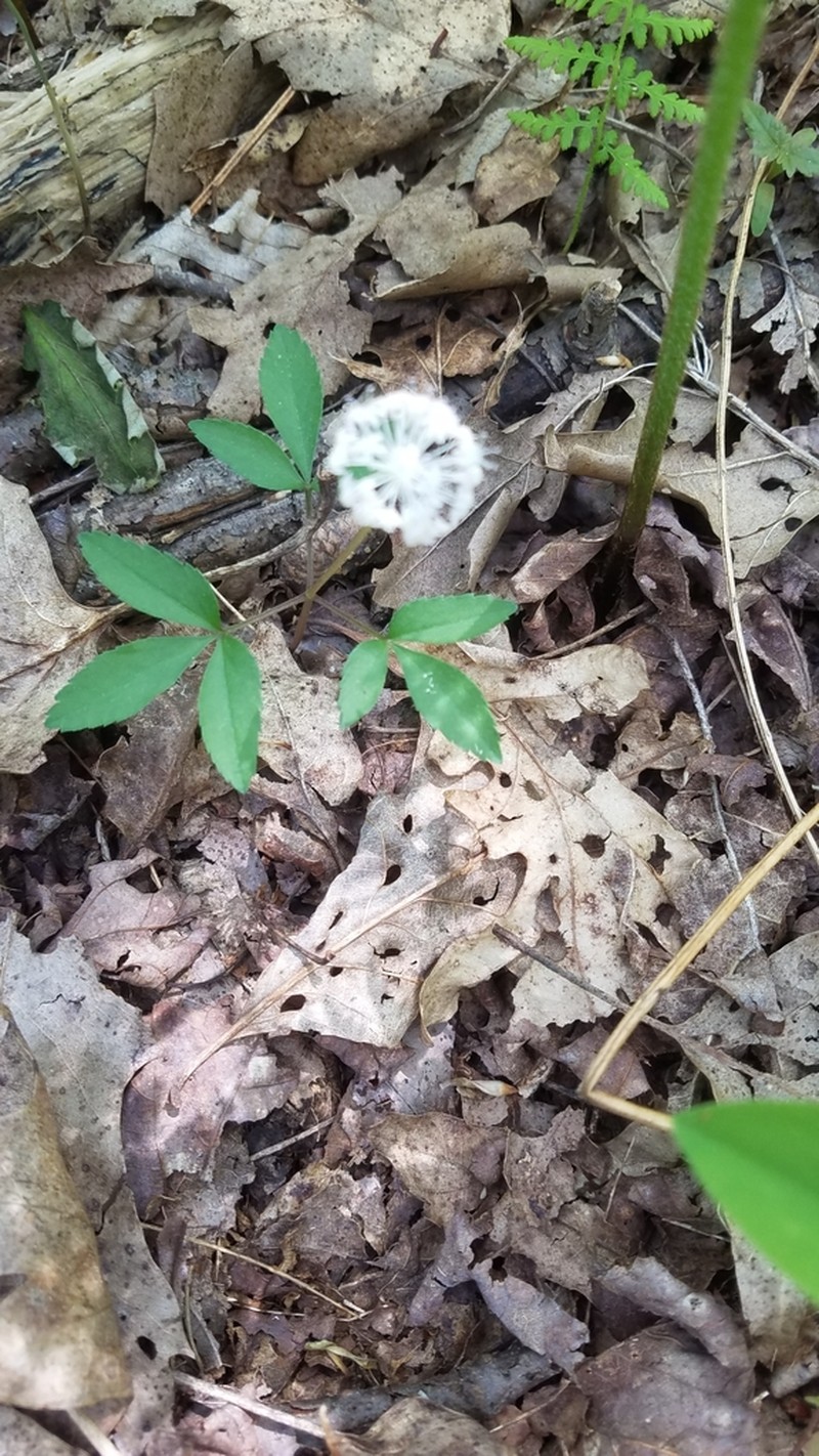 Dwarf Ginseng photo 7