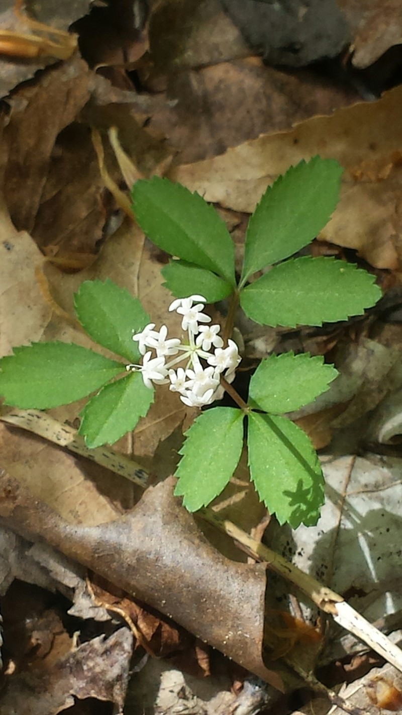 Dwarf Ginseng photo 8