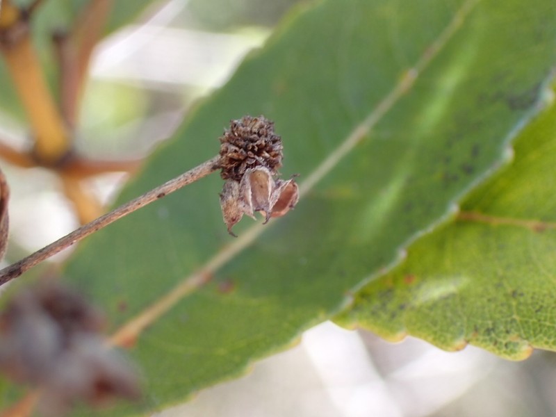 Pancheria xaragurensis