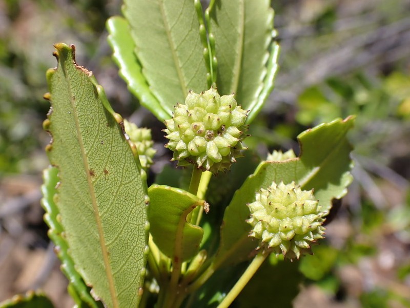 Pancheria xaragurensis photo 2