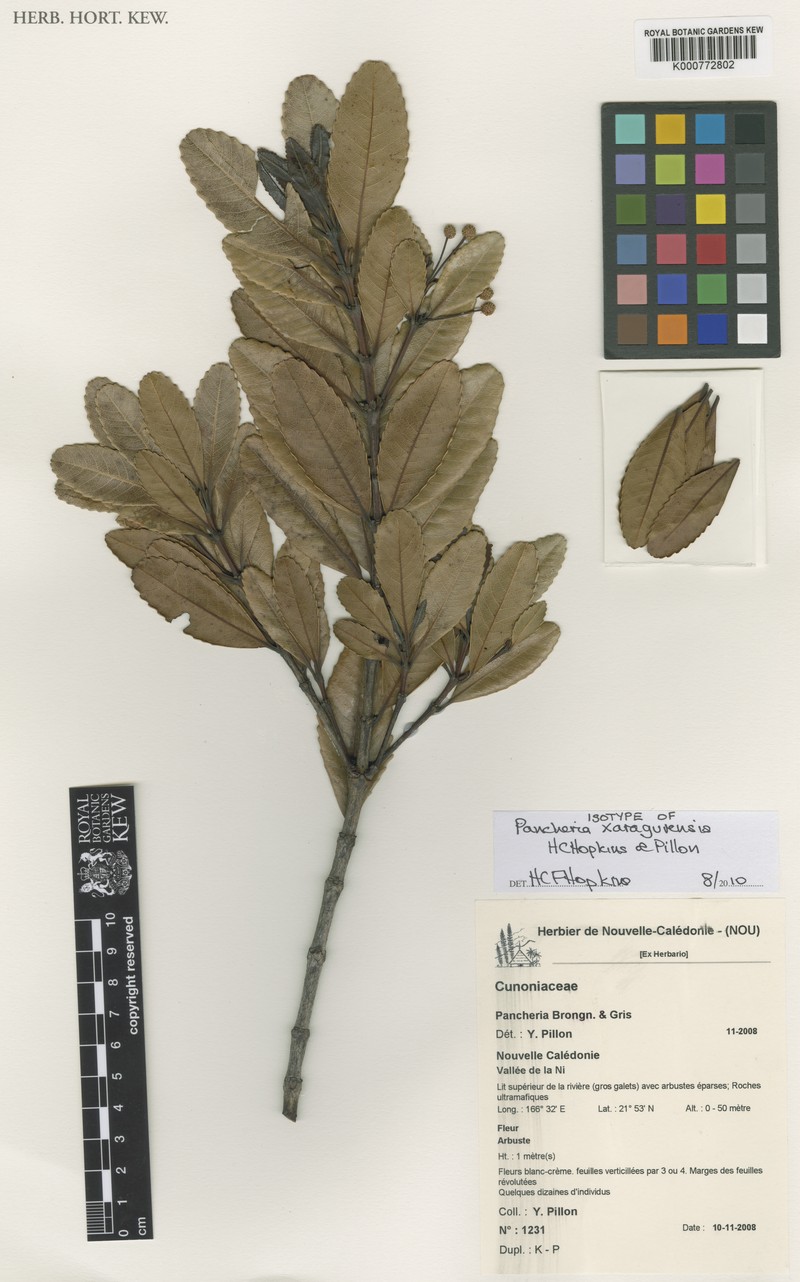Pancheria xaragurensis photo 3