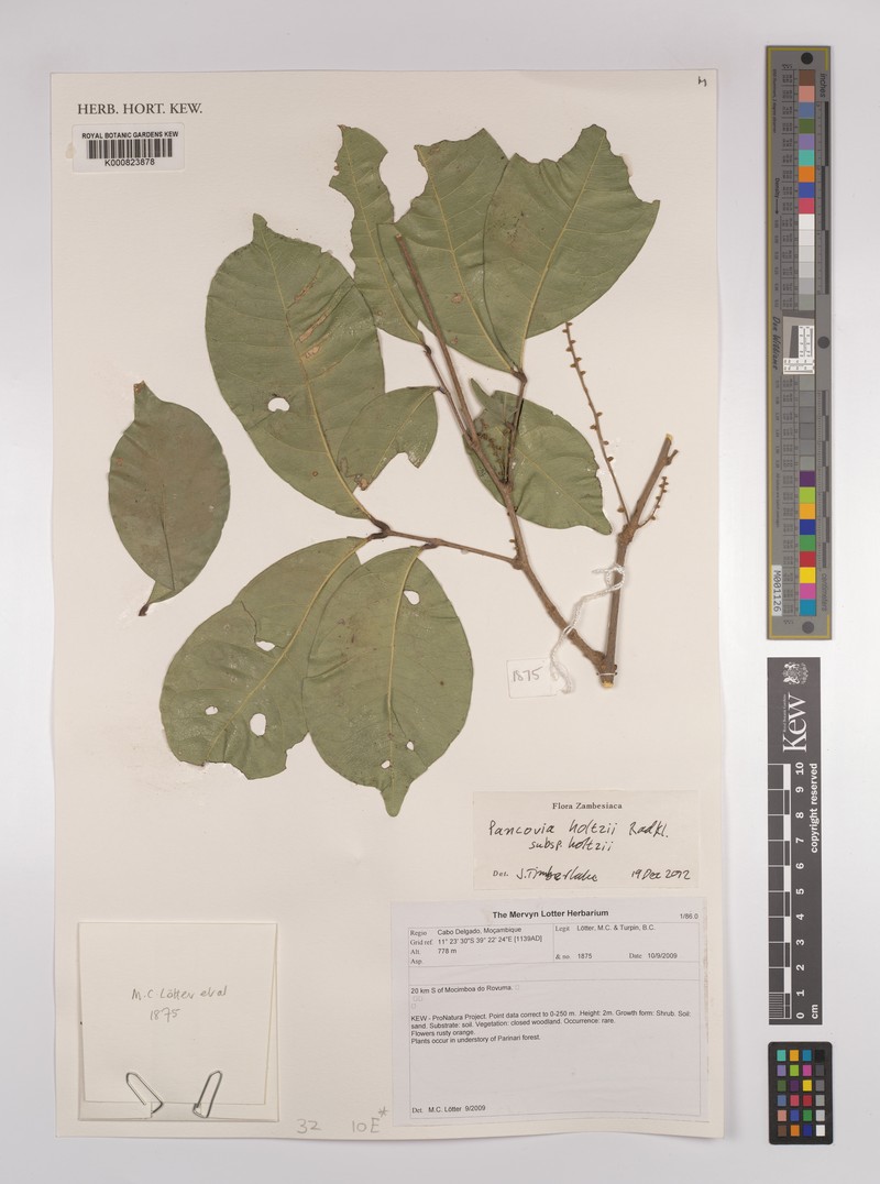 Pancovia holtzii subsp. holtzii