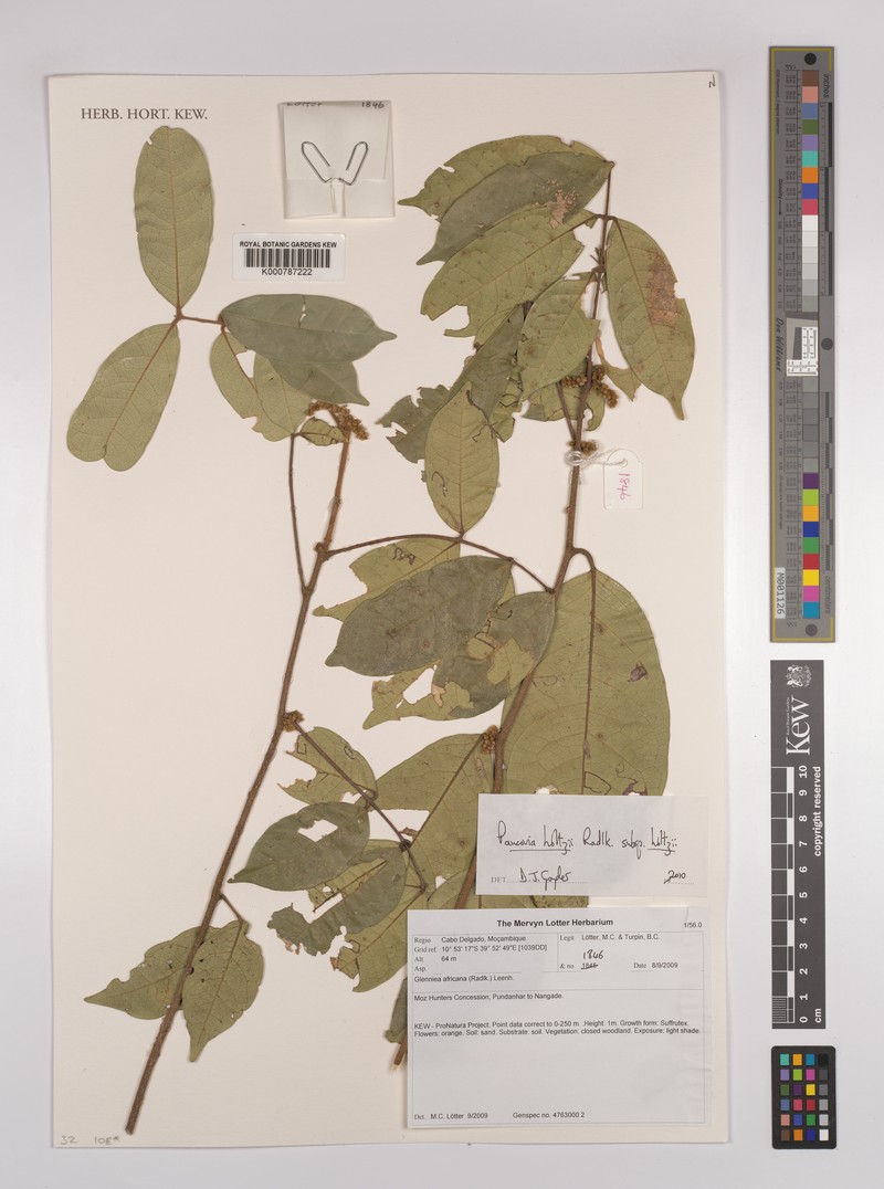 Pancovia holtzii subsp. holtzii photo 2