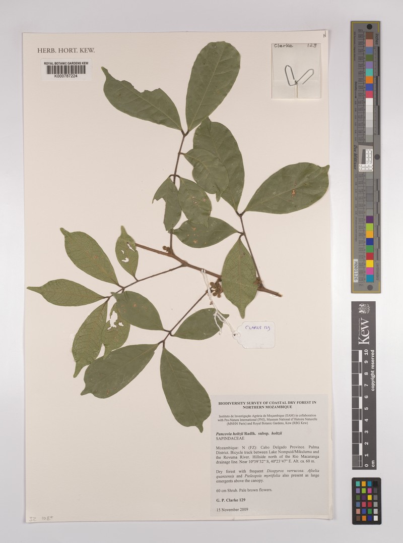 Pancovia holtzii subsp. holtzii photo 3