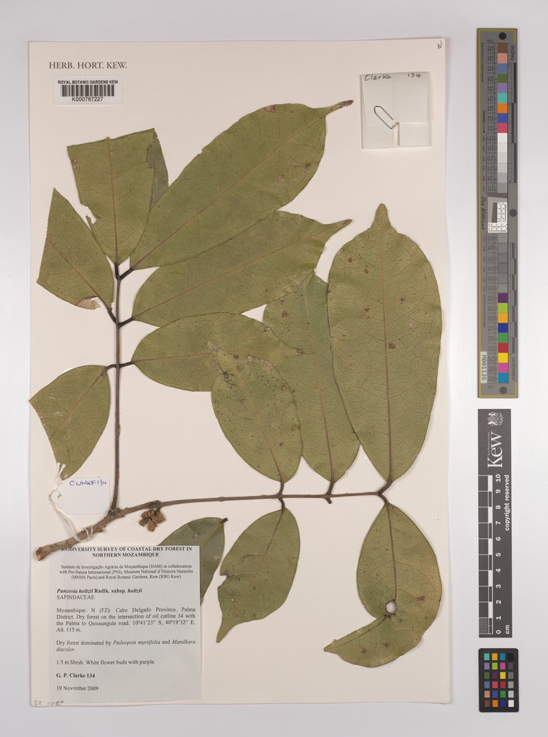 Pancovia holtzii subsp. holtzii photo 4