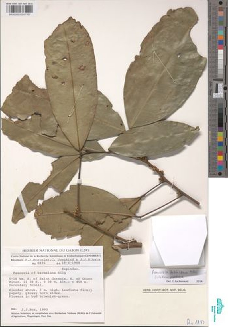 Pancovia lubiniana