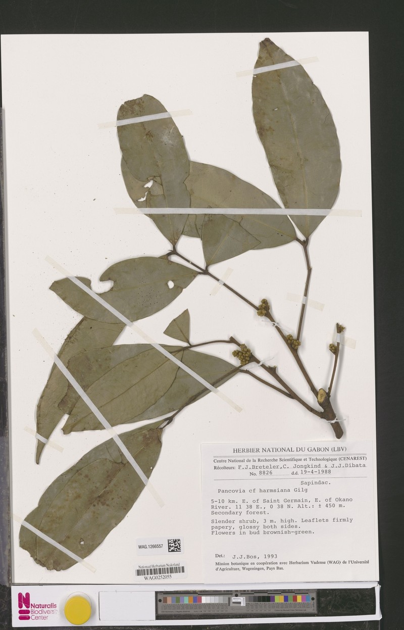 Pancovia lubiniana photo 2