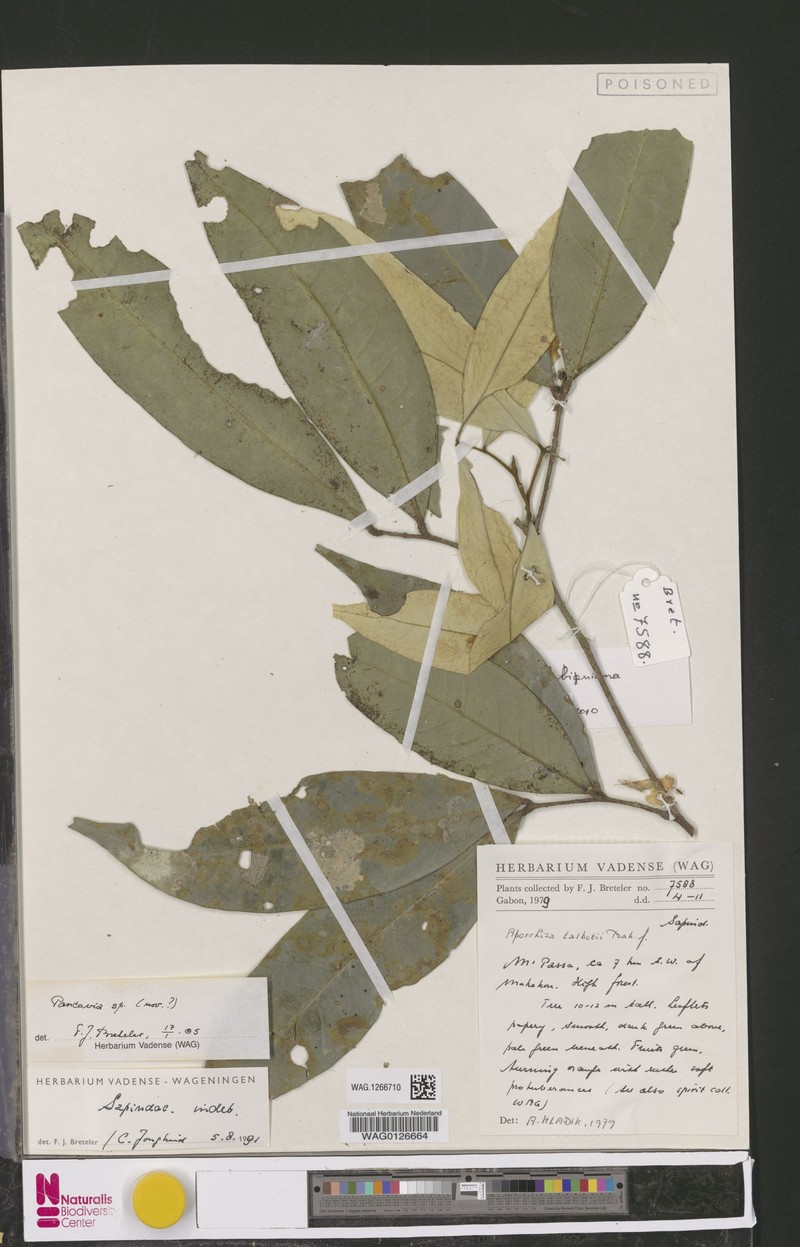 Pancovia lubiniana photo 4