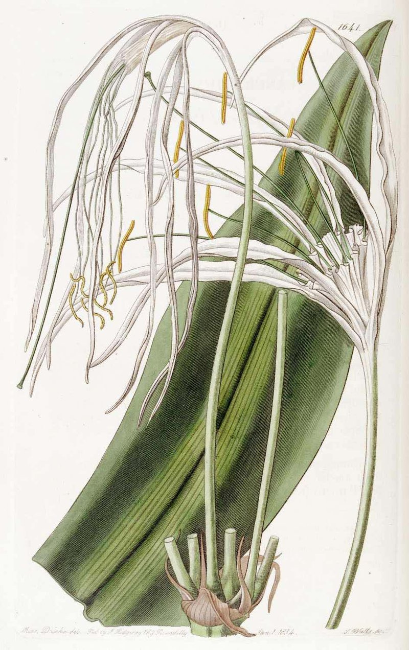 Pancratium