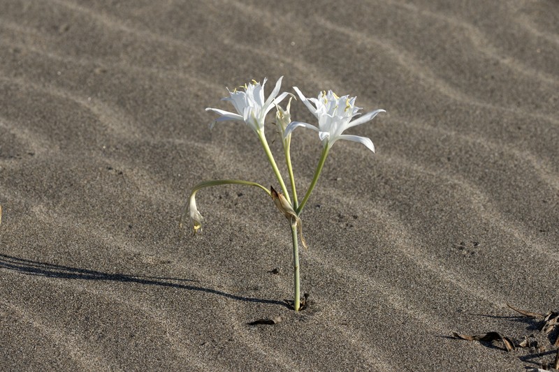 Sea-Daffodil photo 5