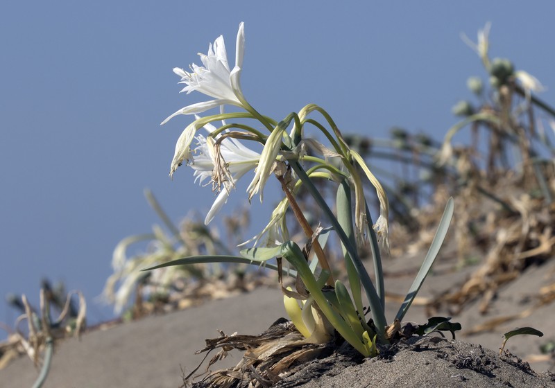 Sea-Daffodil photo 2