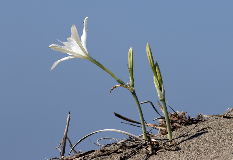 Sea-Daffodil photo 3