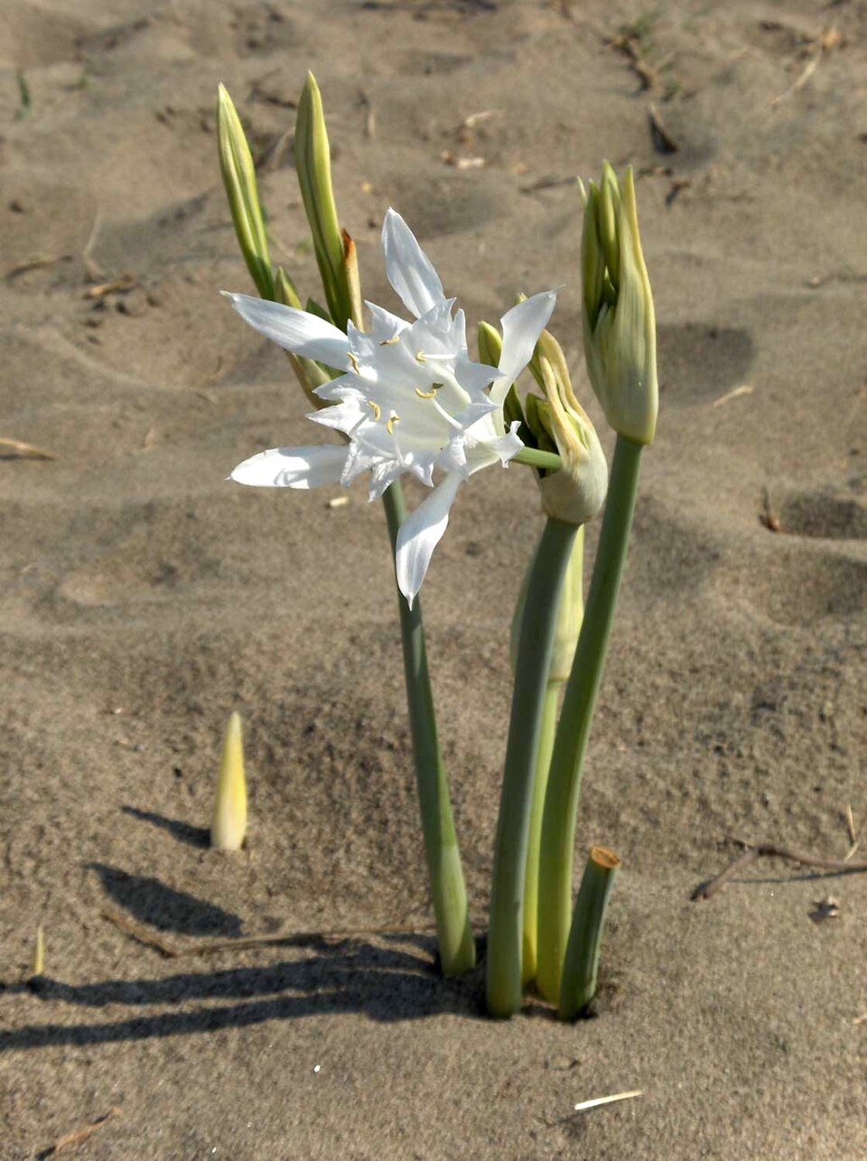 Sea-Daffodil