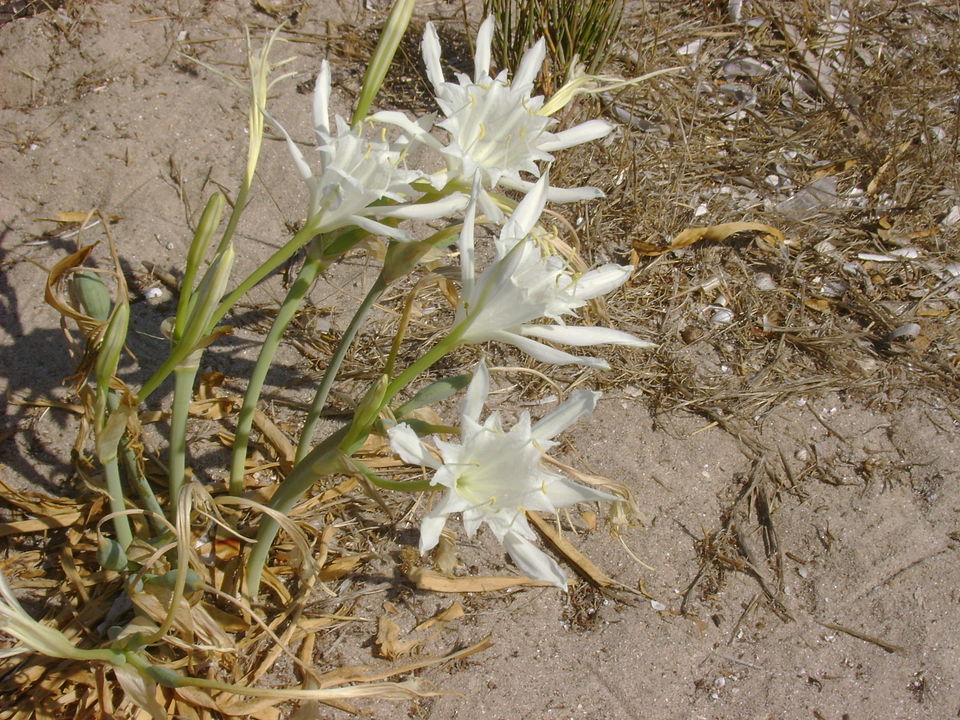 Sea-Daffodil photo 6