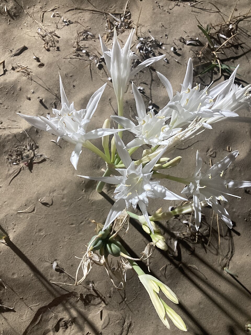 Sea-Daffodil photo 7