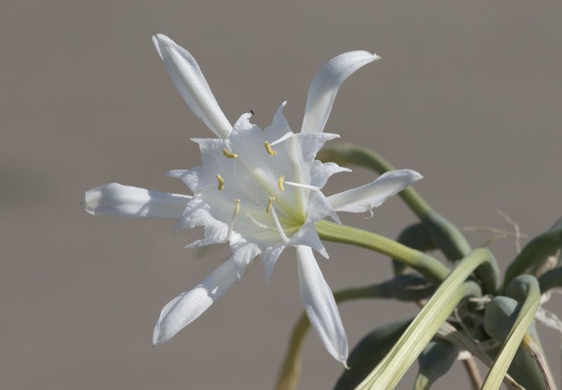 Sea-Daffodil photo 8
