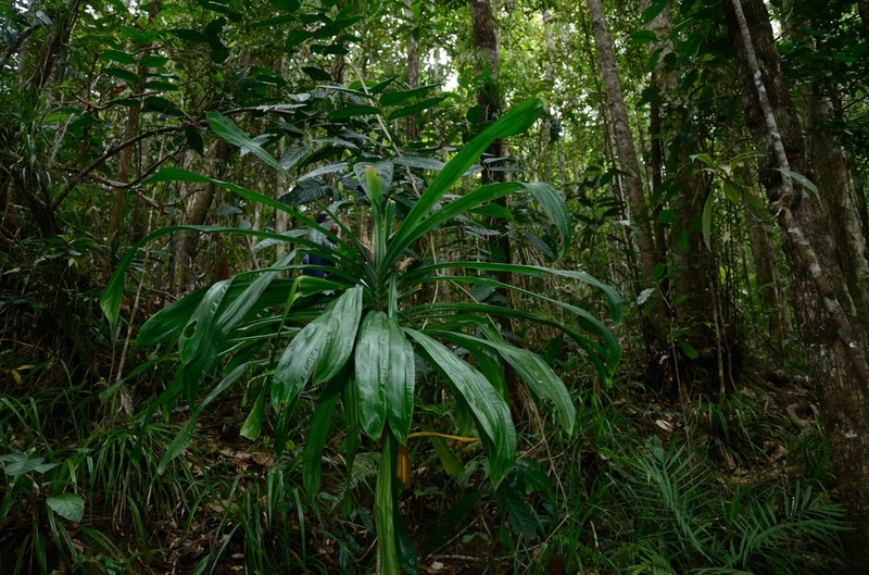 Pandanus beguinii