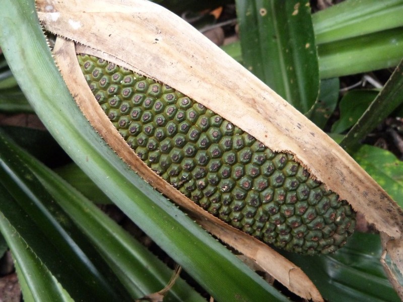 Pandanus beguinii photo 2