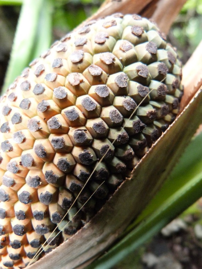 Pandanus beguinii photo 3