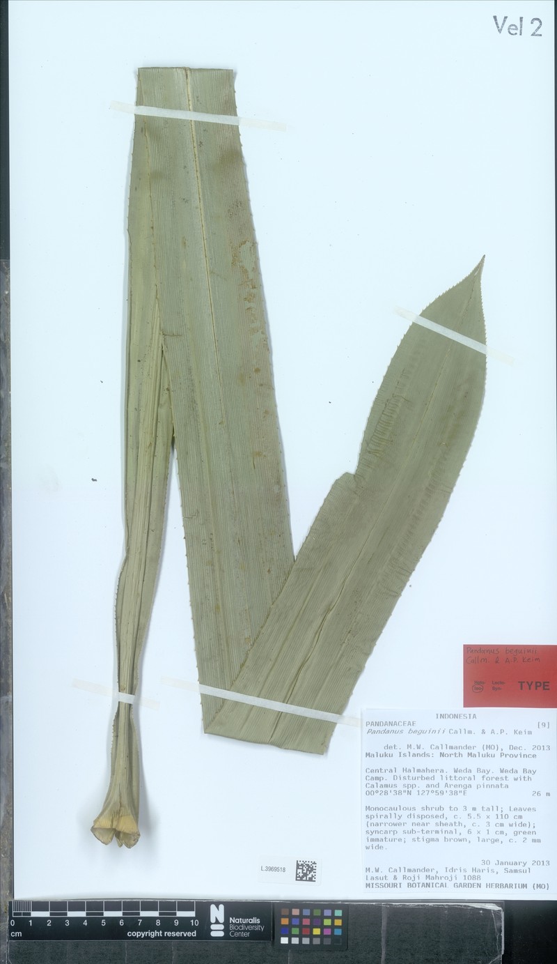 Pandanus beguinii photo 4
