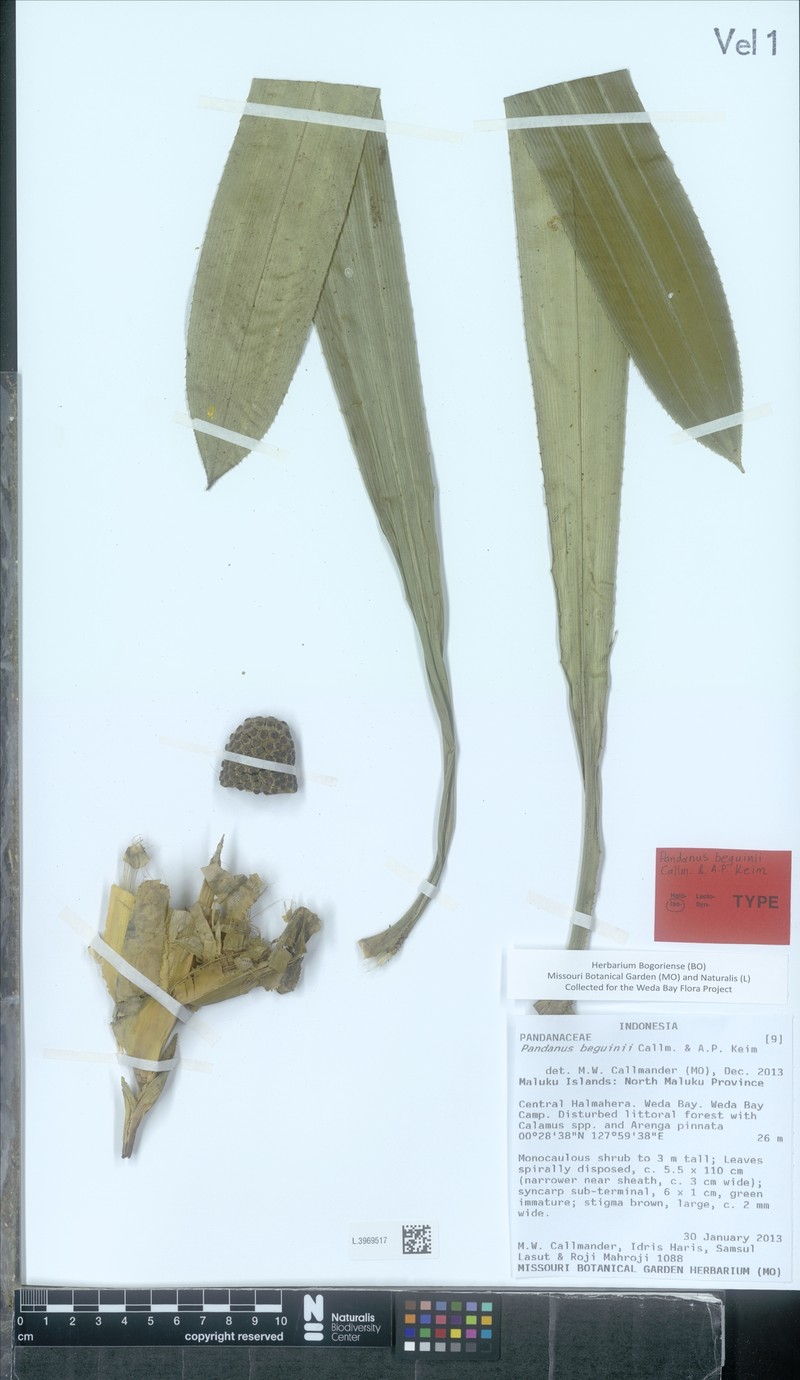 Pandanus beguinii photo 5