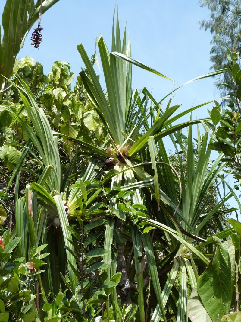 Pandanus benstoneoides photo 2