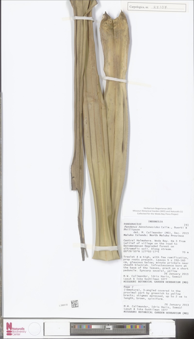 Pandanus benstoneoides photo 3