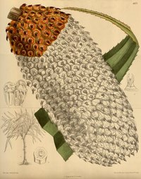Pandanus