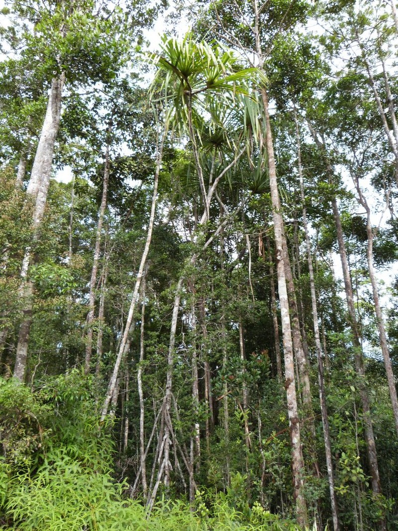 Pandanus halmaherensis