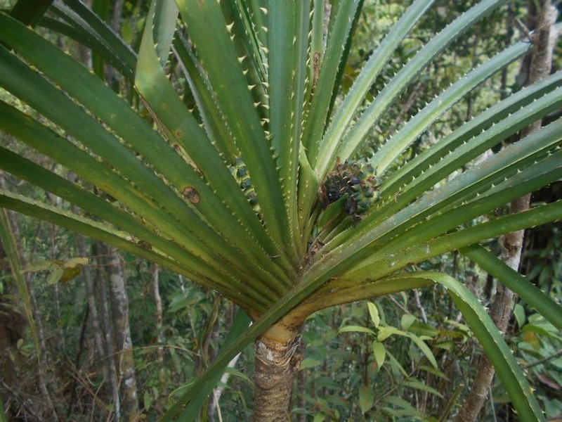 Pandanus kalobinonensis