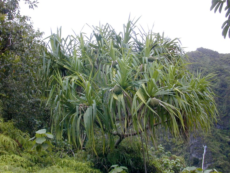 Tahitian Screwpine