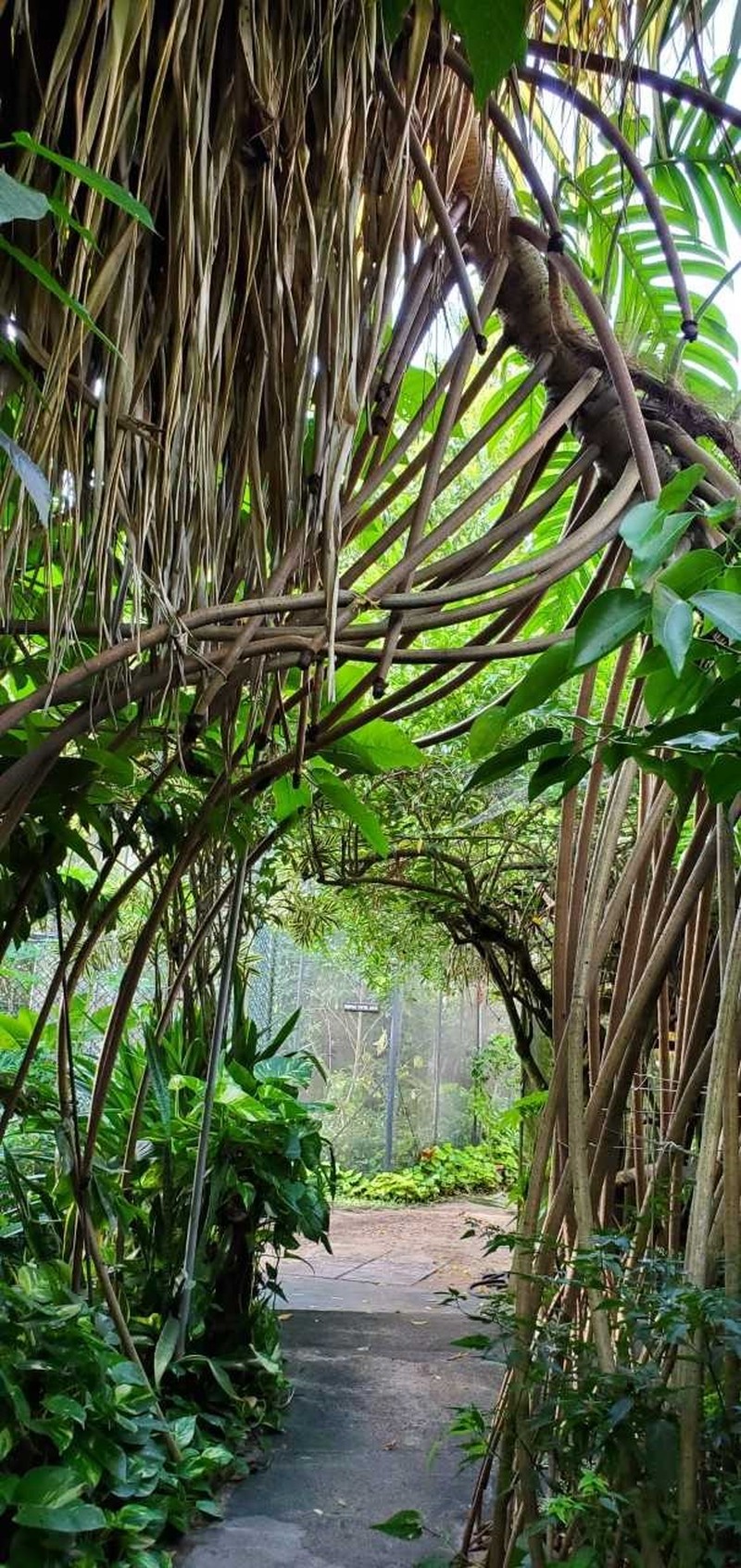 Tahitian Screwpine photo 3