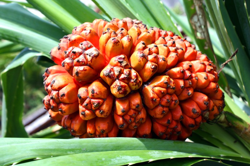 Tahitian Screwpine photo 2