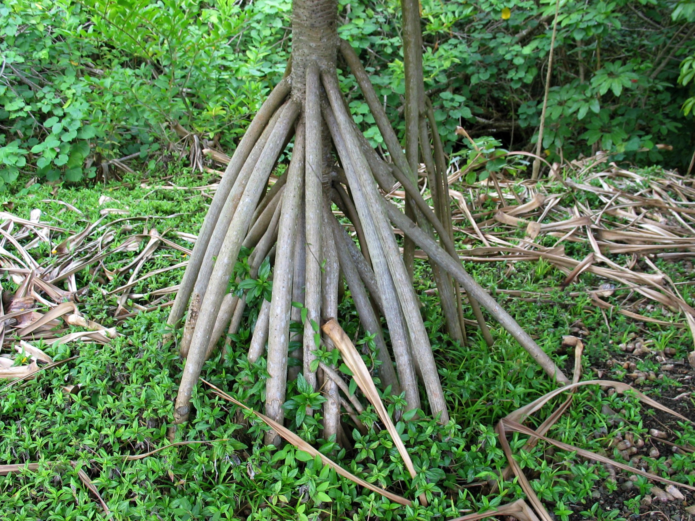 Tahitian Screwpine photo 4