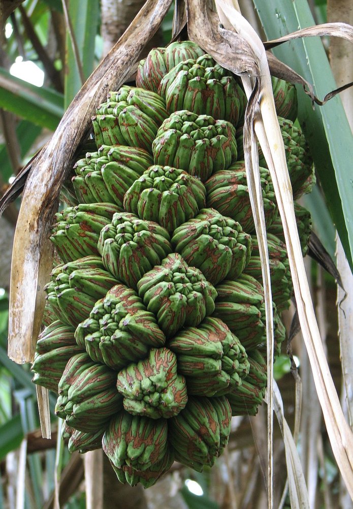 Tahitian Screwpine photo 5