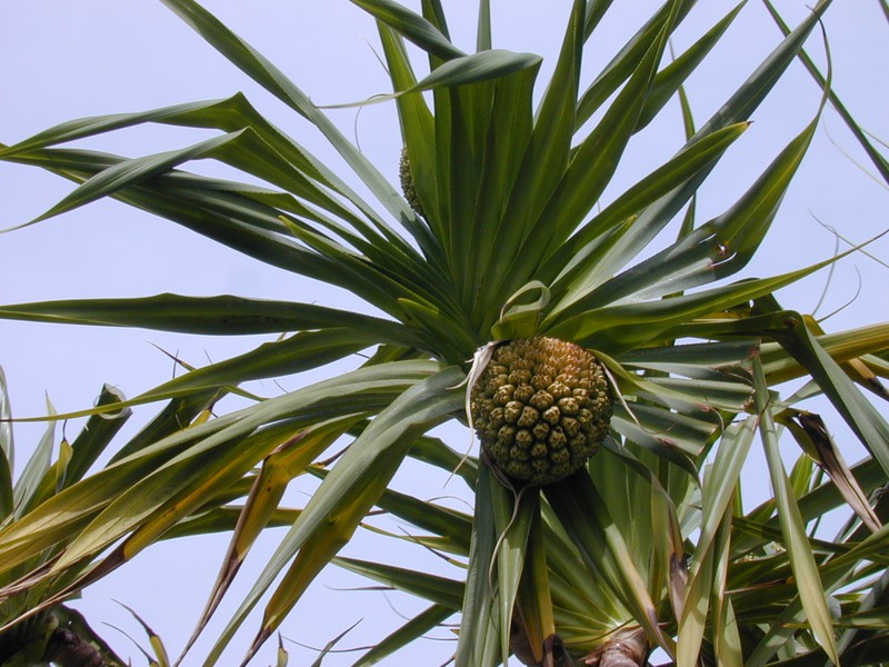 Tahitian Screwpine photo 7