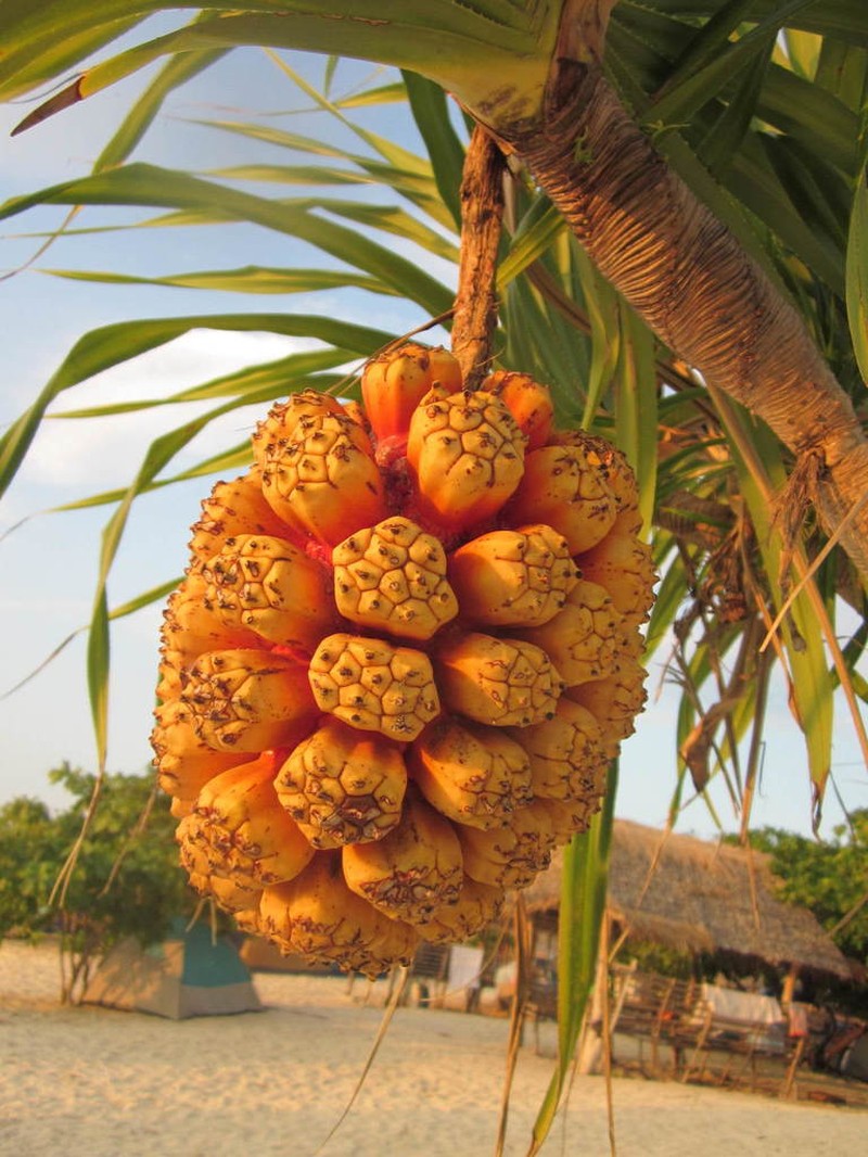 Tahitian Screwpine photo 8