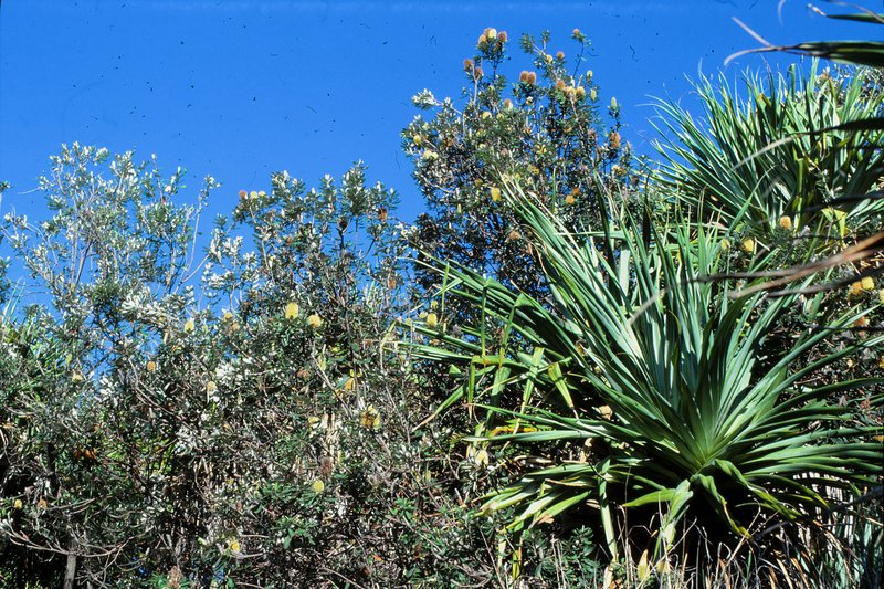 Pandanus