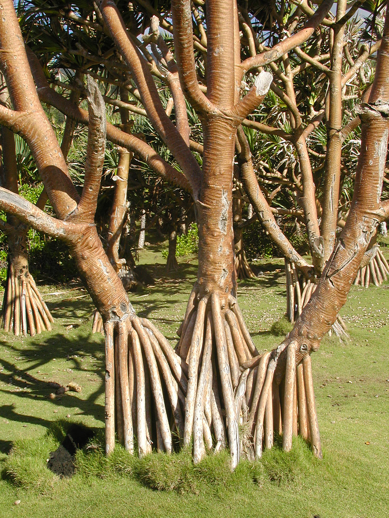 Common Screwpine photo 2