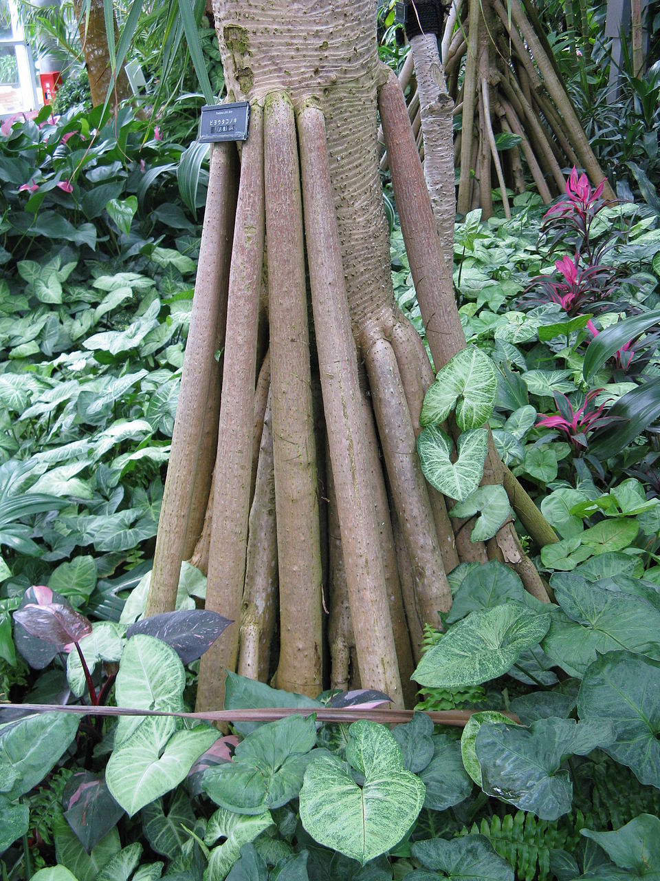 Common Screwpine photo 3