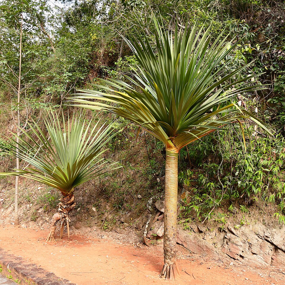 Common Screwpine photo 4