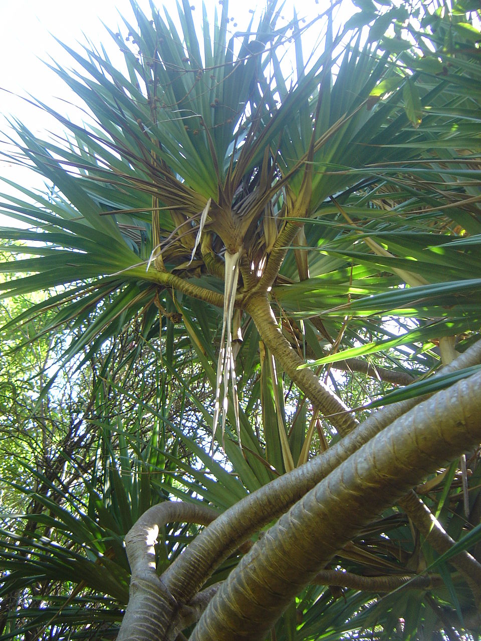 Common Screwpine photo 5