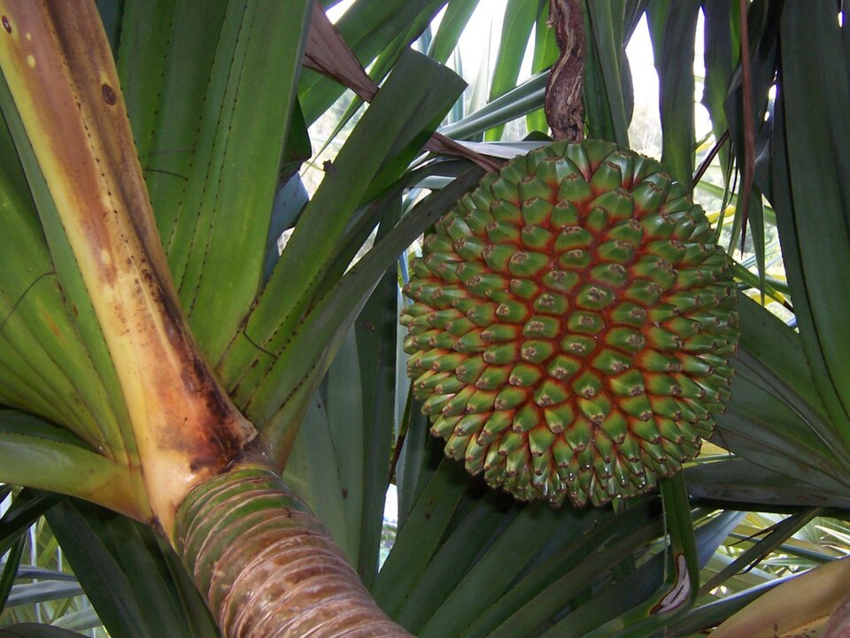 Common Screwpine photo 6